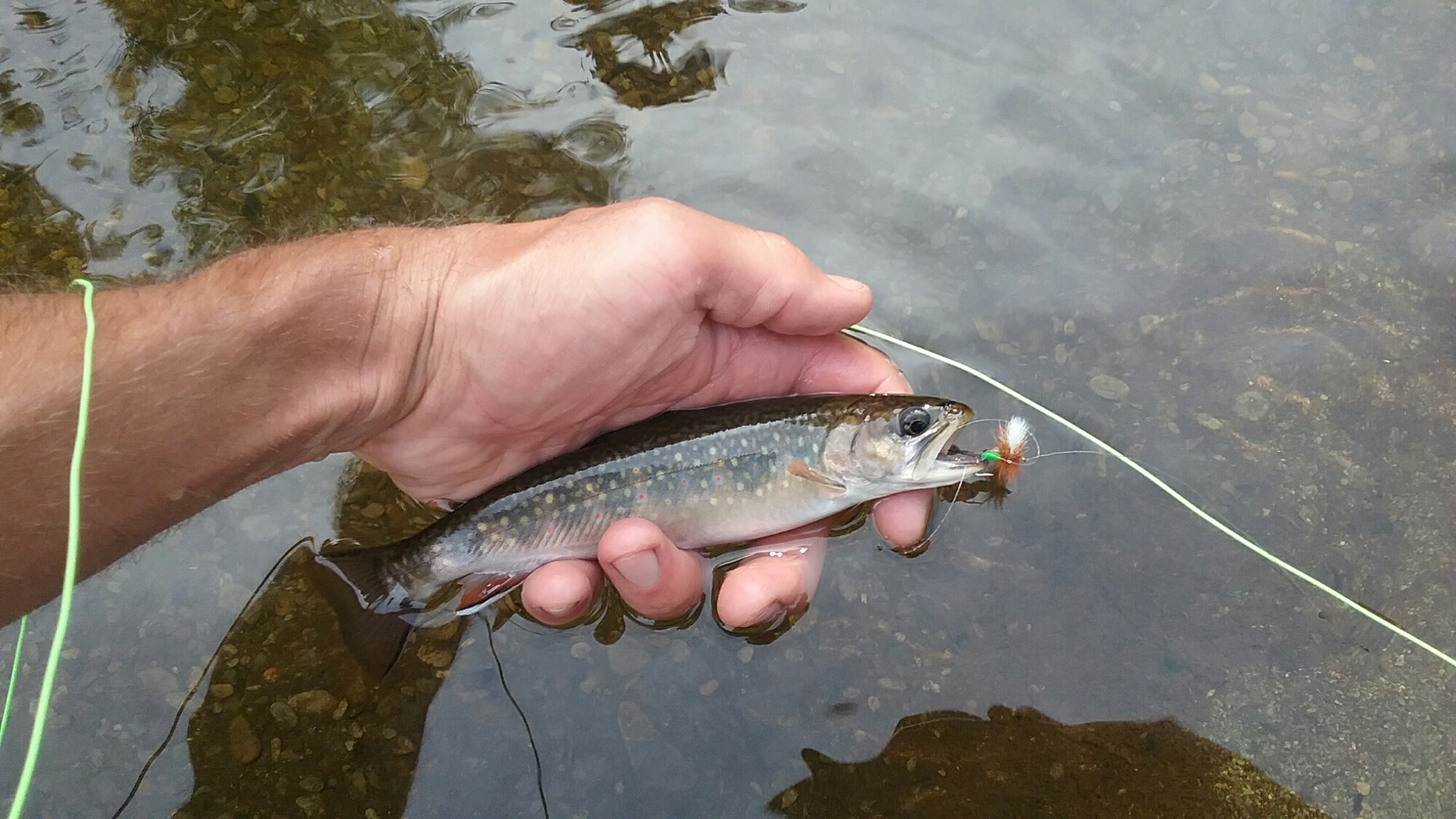 Small Stream Trout Gems - Eat My Fly. fly fishing ..just