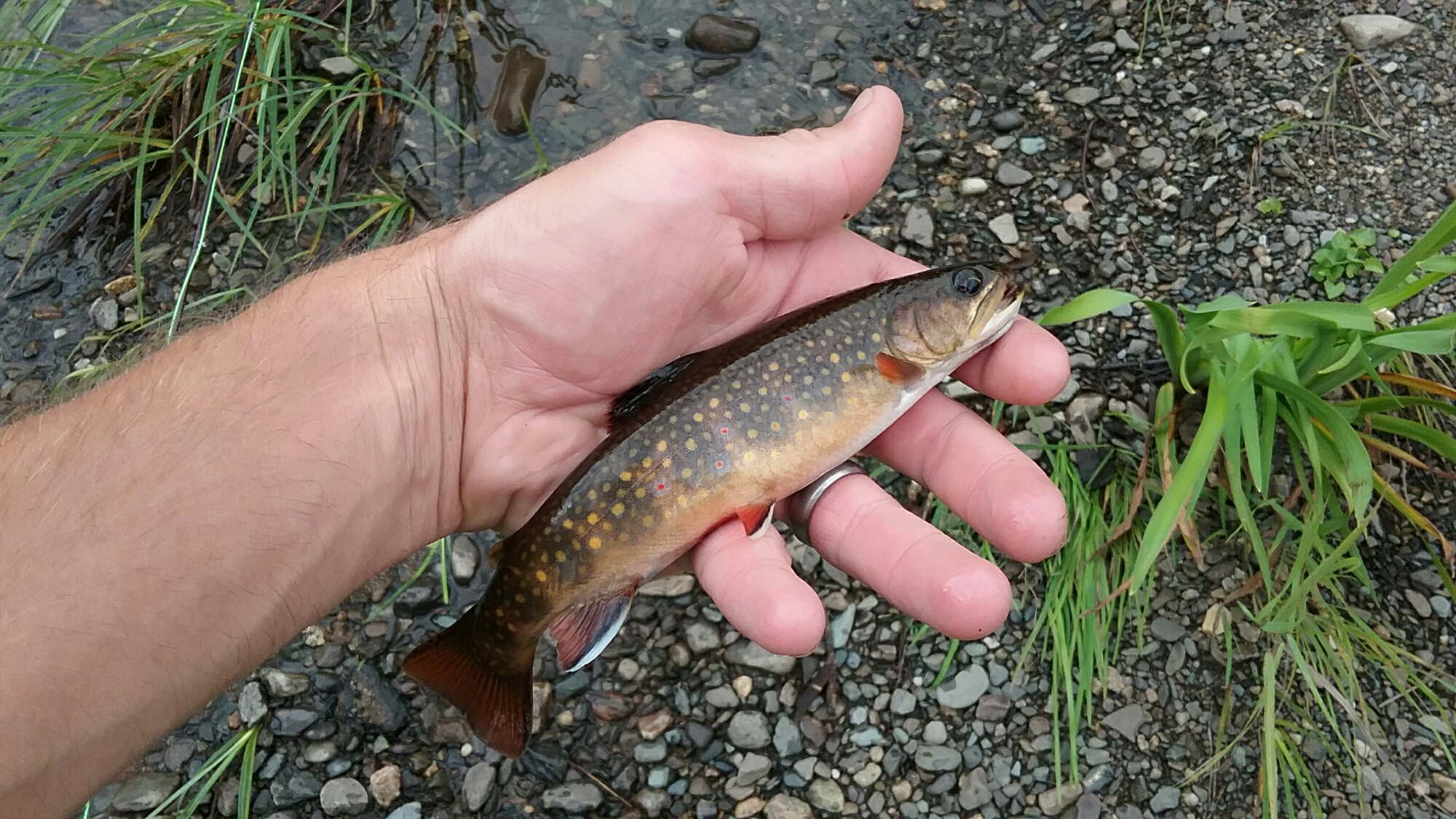 Small Stream Trout Gems - Eat My Fly. fly fishing ..just because